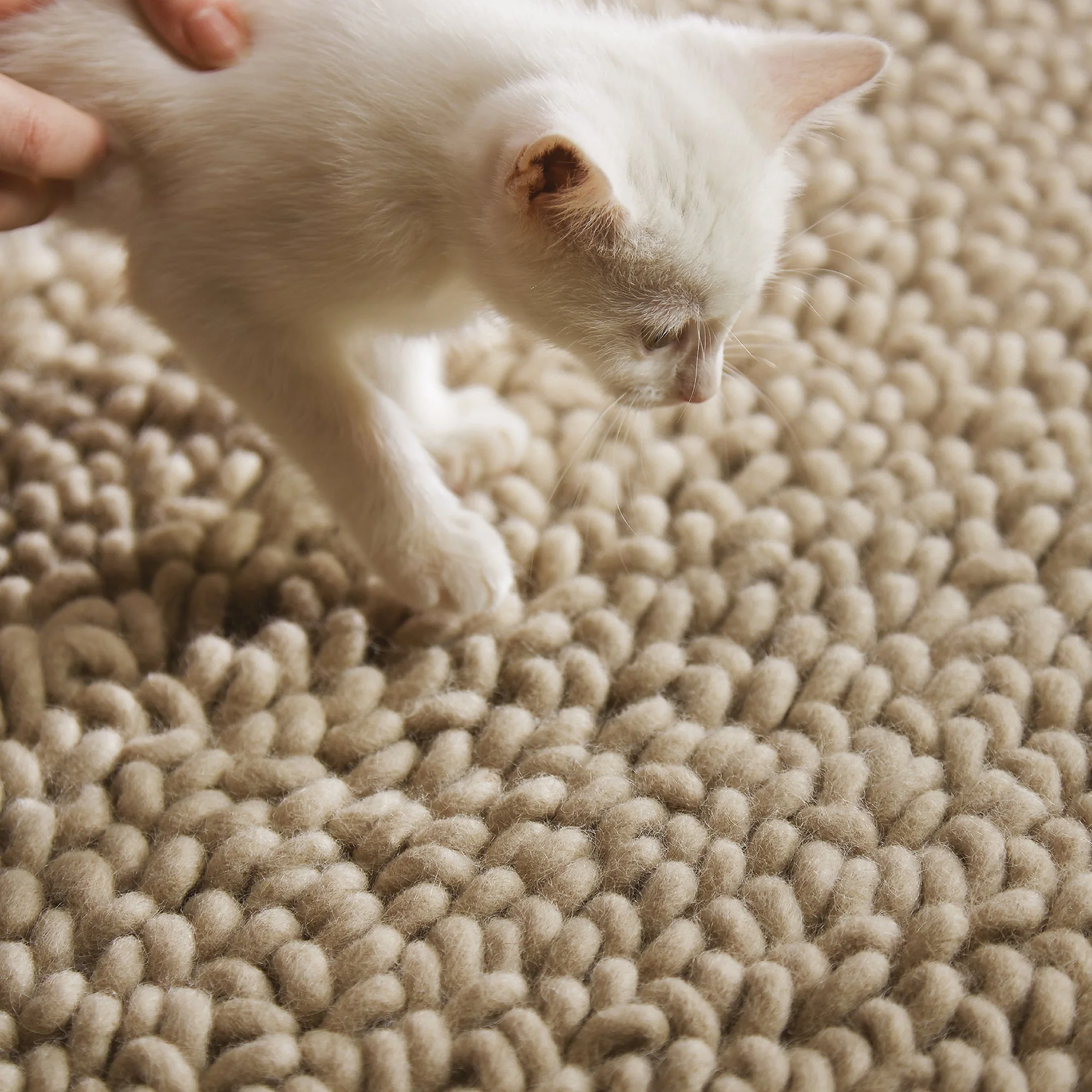 Union Rug Oyster - Image 4